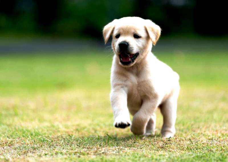 Golden Retriever Puppies you need