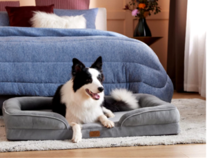 Best Dog Beds