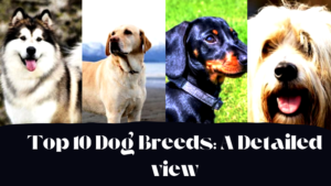 Top 10 Dog Breeds A Detailed view