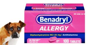 Using Benadryl Safely for Dogs A Guide